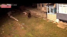 Alaçam'da evin bahçesine giren ayı kamerada