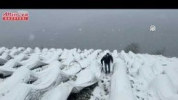 Alaçam'da kar altında çilek hasadı yapıldı