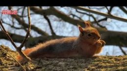 Alaçam'da mesire alanında sincap görüntülendi