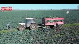 Bafra Ovası'nda brokoli hasadı devam ediyor