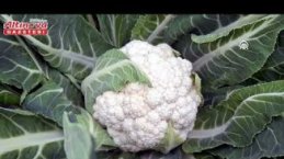 Bafra Ovası'nda karnabahar hasadı sürüyor