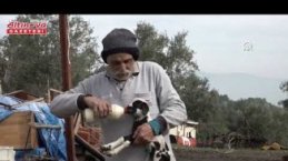 Manisa'da bir koyun beşiz yavruladı