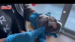 Samsun'da oyuncak ayının içine gizlenmiş uyuşturucu ele geçirildi