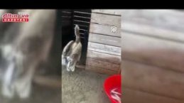 Samsun'da tedavileri tamamlanan pelikanlar doğaya salındı