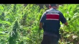 Samsun'da uyuşturucu operasyonunda 1 zanlı yakalandı