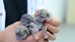 SİVAS - Sezaryenle doğum yaptırılan köpek 3 sağlıklı yavru dünyaya getirdi