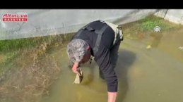 Tıbbi sülük avcılığı için soğuk suyun içinde saatler geçiriyor