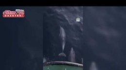 Yakakent'te balıkçı teknesine eşlik eden yunuslar kamerada