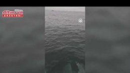 Yakakent'te su yüzeyine çıkan yunuslar kameraya yansıdı