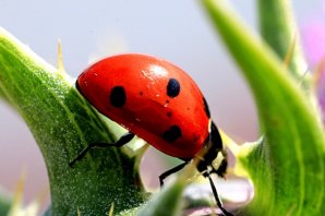 KIZILIRMAK KUŞ CENNETİNDEN KARELER