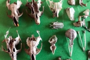 KUSMUKLARDAN ÇIKANLARI KOLEKSİYON YAPTI