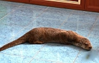 19 MAYIS’TA DAVETSİZ MİSAFİR SANSAR