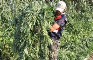 Bafra'da Uyuşturucu Operasyonu