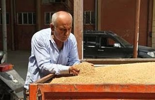 Bafra Ovası'nda buğday hasadı başladı