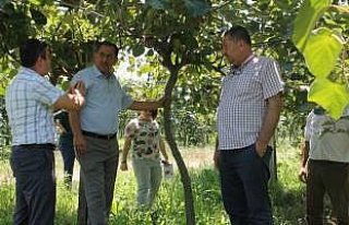 Bartın’da kivi yetiştiriciliği