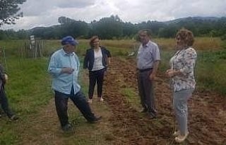 Bartın'da safran bitkisi üretimi