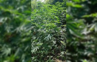 Bartın’da uyuşturucu operasyonu