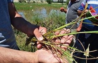 Boyabat'ta çeltikte yaprak biti zararlısı tespit...