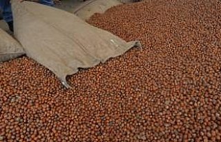 TMO üreticiden 6 bin ton fındık aldı