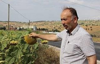 Ayçiçeğinde hasat dönemi