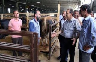 BAŞKAN ŞAHİN İNCELEMELERDE BULUNDU