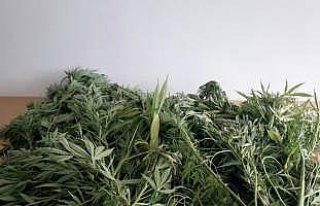 Düzce'de uyuşturucu operasyonları