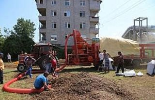 Fındık patoza girmeye başladı