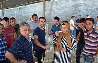 Genç çiftçilere büyükbaş hayvan dağıtıldı