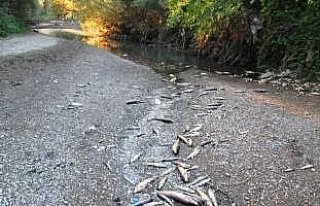 Irmakta düşen su seviyesi nedeniyle balıklar telef...