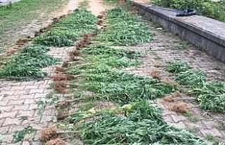 Rize'de uyuşturucu operasyonu