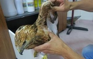 Yol kenarında bulunan atmaca koruma altına alındı