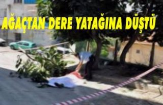 Ağaçtan düştü yaralandı