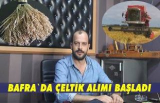 Bafra`da çeltik alımı başladı