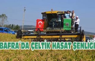 Bafra`da “Çeltik Hasat Şenliği”