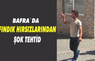 Bafra`da fındık hırsızlarının rahat tavırları...