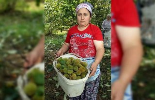 Kestanede hasat zamanı