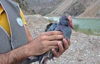 Yaralı saz horozu tedavi edildikten sonra doğaya...