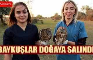 Baykuş yavruları avlanma eğitiminin ardından doğaya...