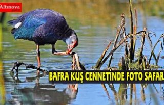 Kızılırmak Deltası Kuş Cenneti'nde fotosafari