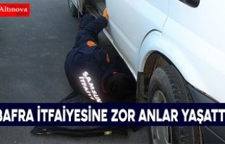 Köpekten korkan kedi ekiplere zor anlar yaşattı