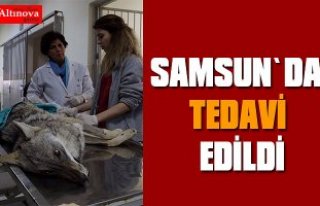 Yaralı tilki tedavi altına alındı