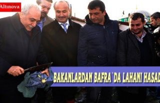 Bakanlar Bafra`da lahana hasadı yaptı