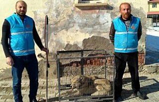 Bayburt'ta kent merkezine inen kurt yakalandı