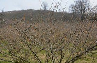 Fındıkta 'erken uyanma' risk oluşturuyor