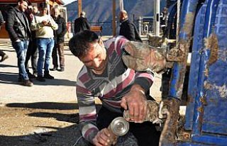 Güreş öncesi boğalara 