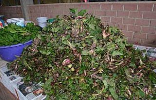 Kaldirik otu pazar tezgahlarına çıktı