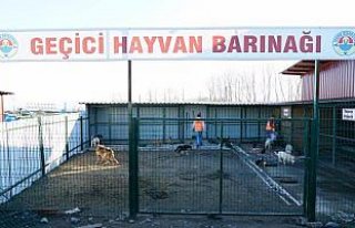 Terme'de geçen yıl bin sokak hayvanının bakımı...
