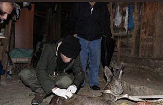 Yaralı karaca tedavi edildi