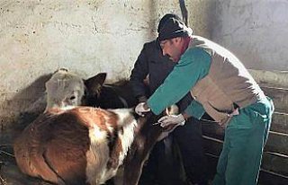 Kavak'ta şap aşısı uygulaması