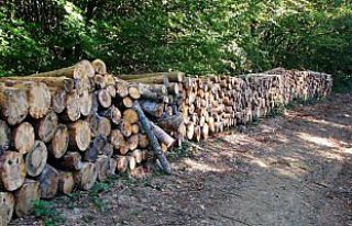 Odun üretiminde Zonguldak'tan 299 milyon liralık...